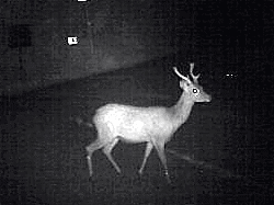 栗東市役所様の夜間監視ビデオカメラに記録された出没した鹿